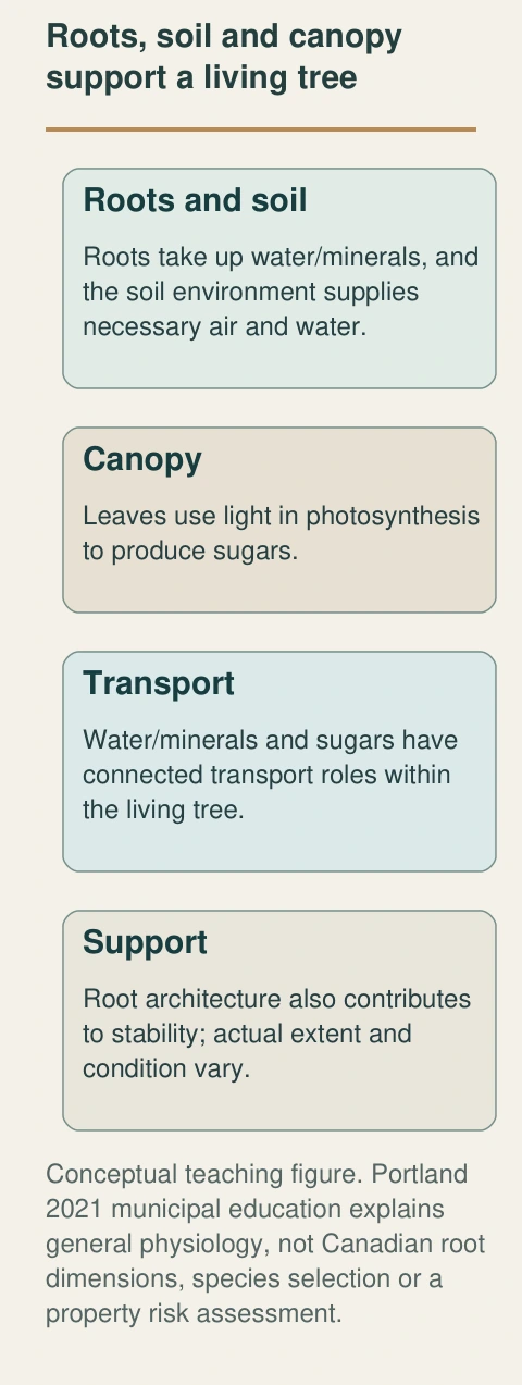 Roots take up water and minerals, while leaves use light to produce sugars. The figure connects those jobs with transport through the tree and root support; it supplies no measured root extent or property-risk finding.
